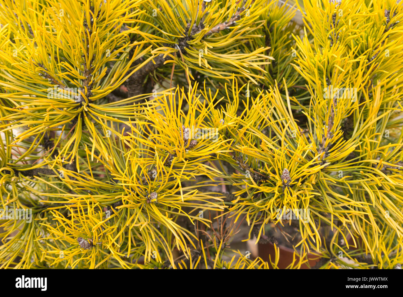 Dwarf Mountain Pine (Pinus mugo 'carstens wintergold') Foto de stock