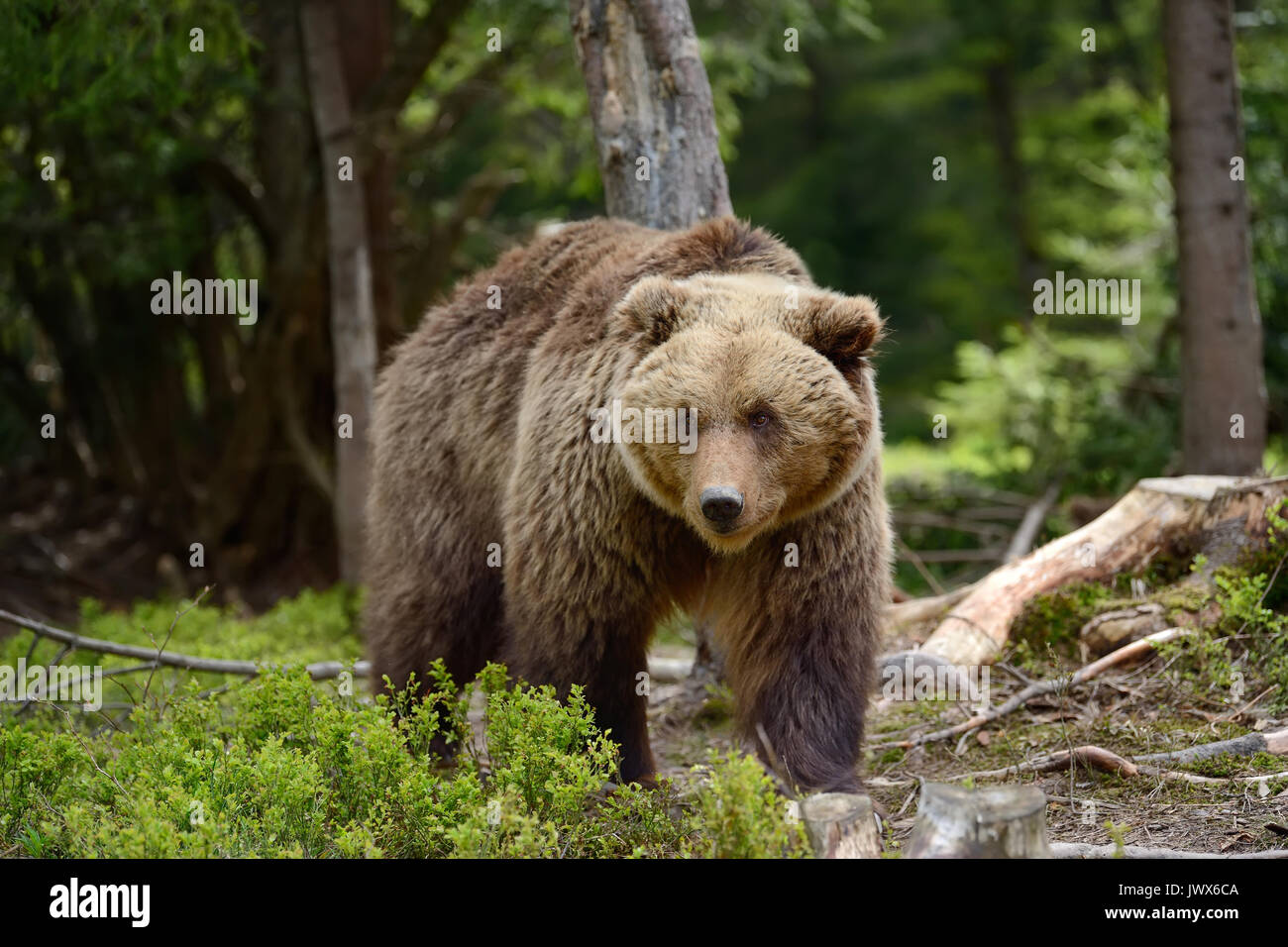 Gran oso pardo en el bosque en el verano Foto de stock
