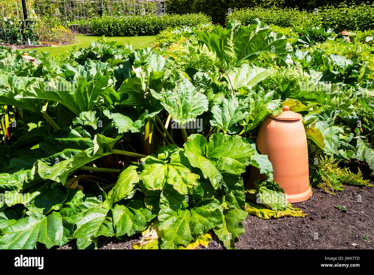 El ruibarbo (Rheum rhabarbarum) Planta herbácea perenne en un huerto con cloches de terracota. Foto de stock