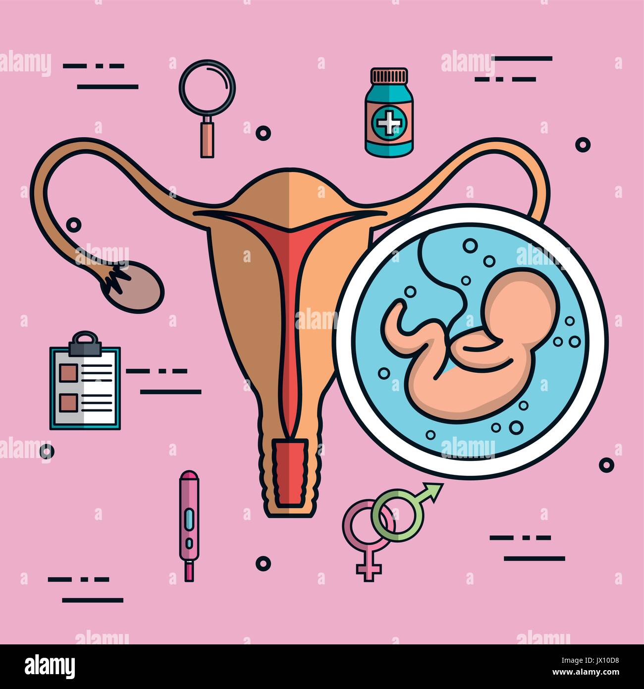 плацента пуповина околоплодные воды. эмбрион в матке рисунок. строение эмбриона в матке. эмбрион в матке на разных стадиях. рождение ребенка пуповина.
