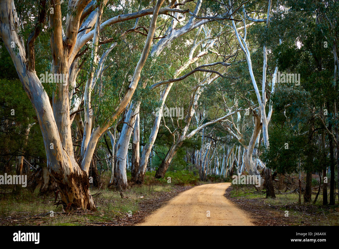 Sinuoso camino cerca de la pequeña ciudad turística de Halls Gap. Grampians la región de Victoria, Australia. Foto de stock