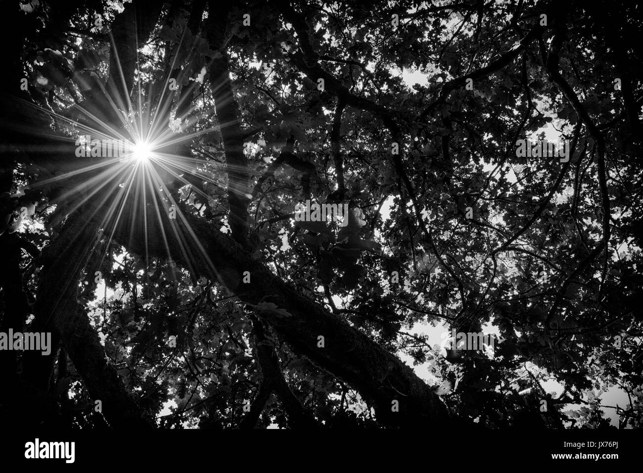 Un efecto Destello del sol llegando a través de los árboles en bosques Wistmans en Dartmoor, Inglaterra Foto de stock