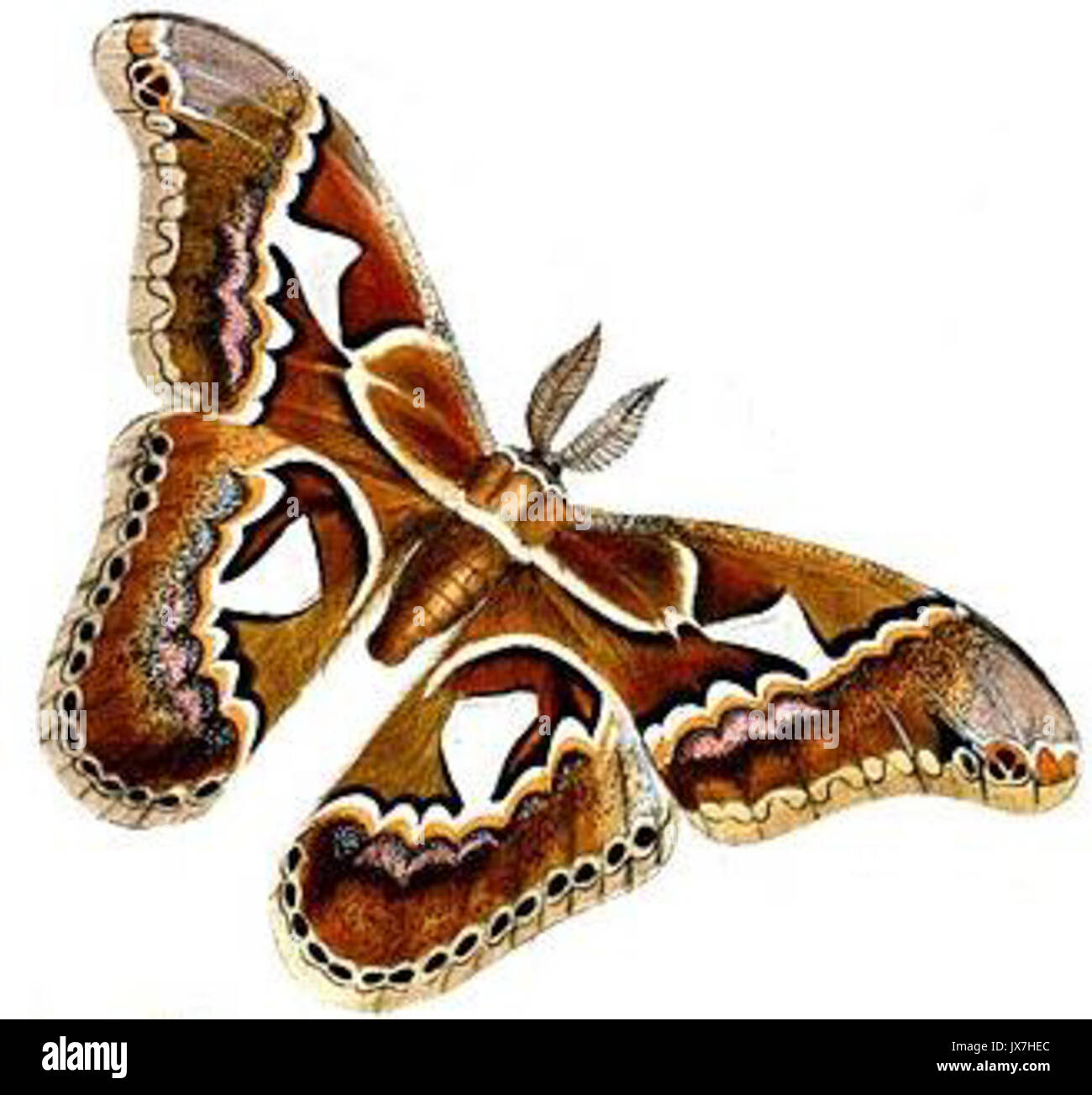 My Image 27