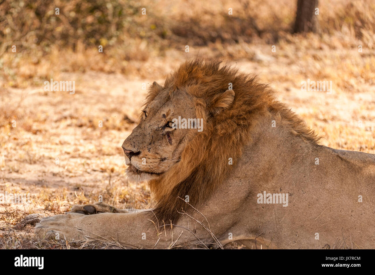 León Africano, Panthera leo, en Sabi Sand Reserva en MalaMala, Sudáfrica. Foto de stock