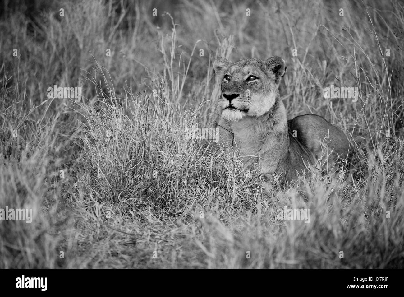 León Africano, Panthera leo, en Sabi Sand Reserva en MalaMala en Sudáfrica. Foto de stock