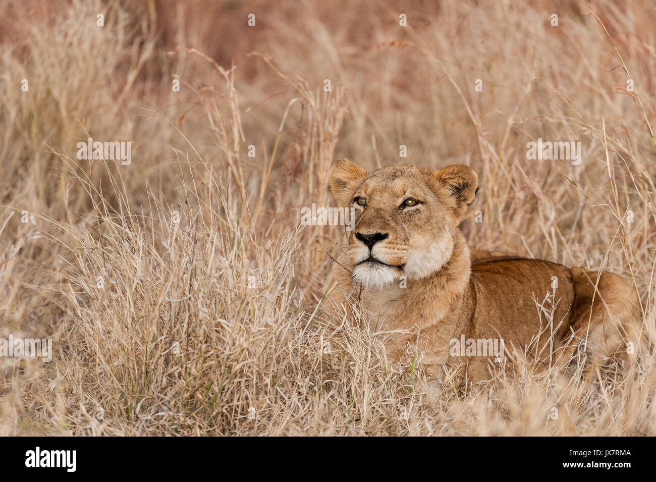 León Africano, Panthera leo, en Sabi Sand Reserva en MalaMala en Sudáfrica. Foto de stock