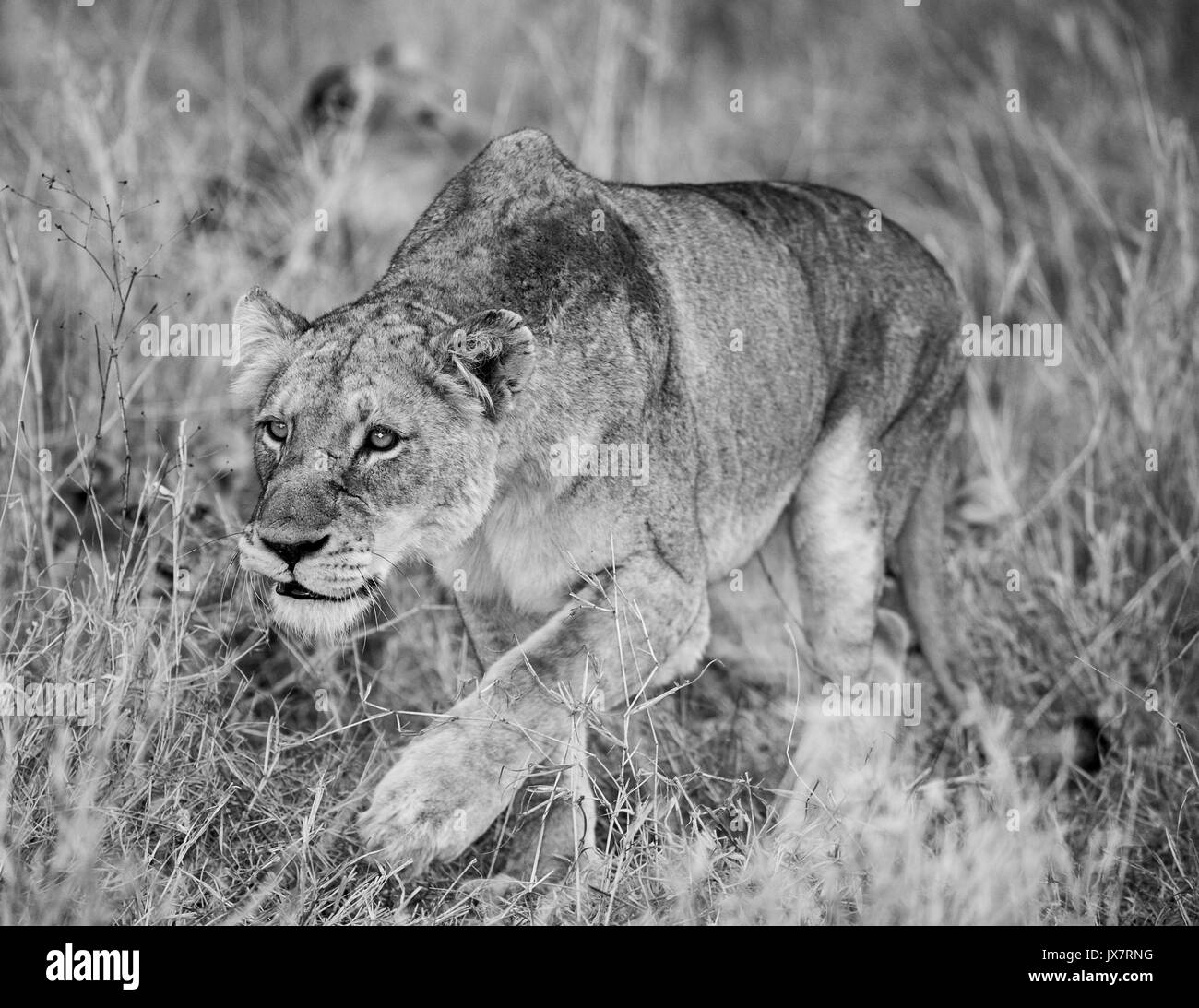 León Africano, Panthera leo, en Sabi Sand Reserva en MalaMala en Sudáfrica. Foto de stock