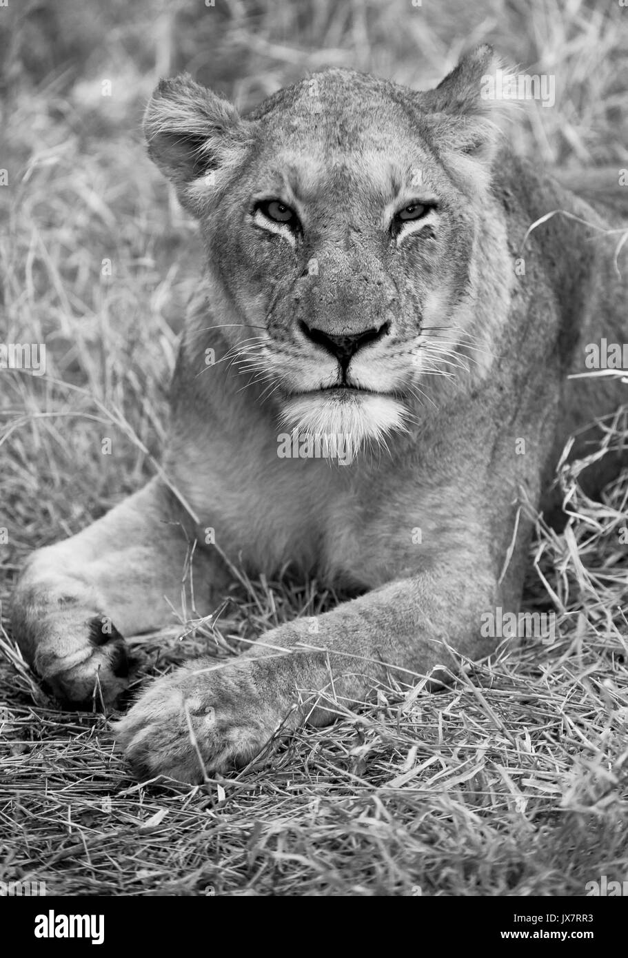 León Africano, Panthera leo, en Sabi Sand Reserva en MalaMala Game Reserve en Sudáfrica. Foto de stock