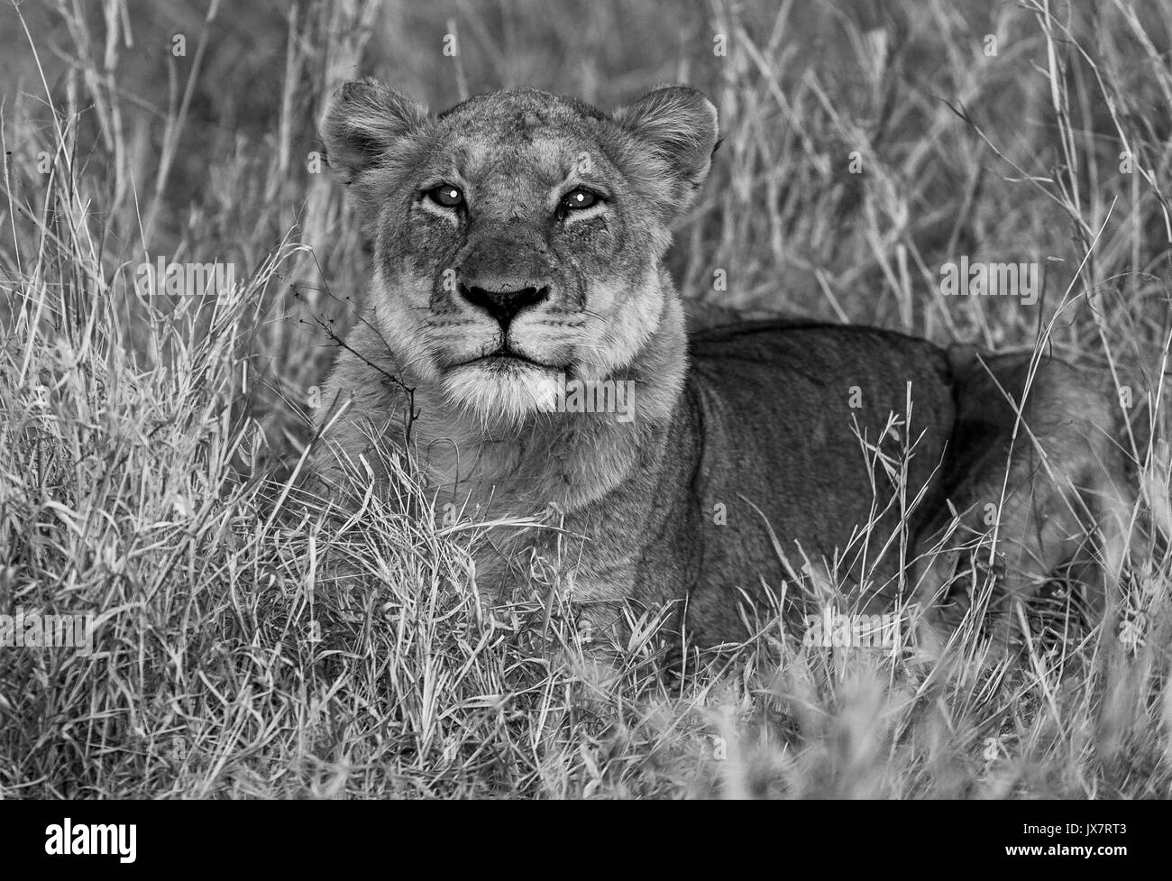 León Africano, Panthera leo, en Sabi Sand Reserva en MalaMala en Sudáfrica. Foto de stock