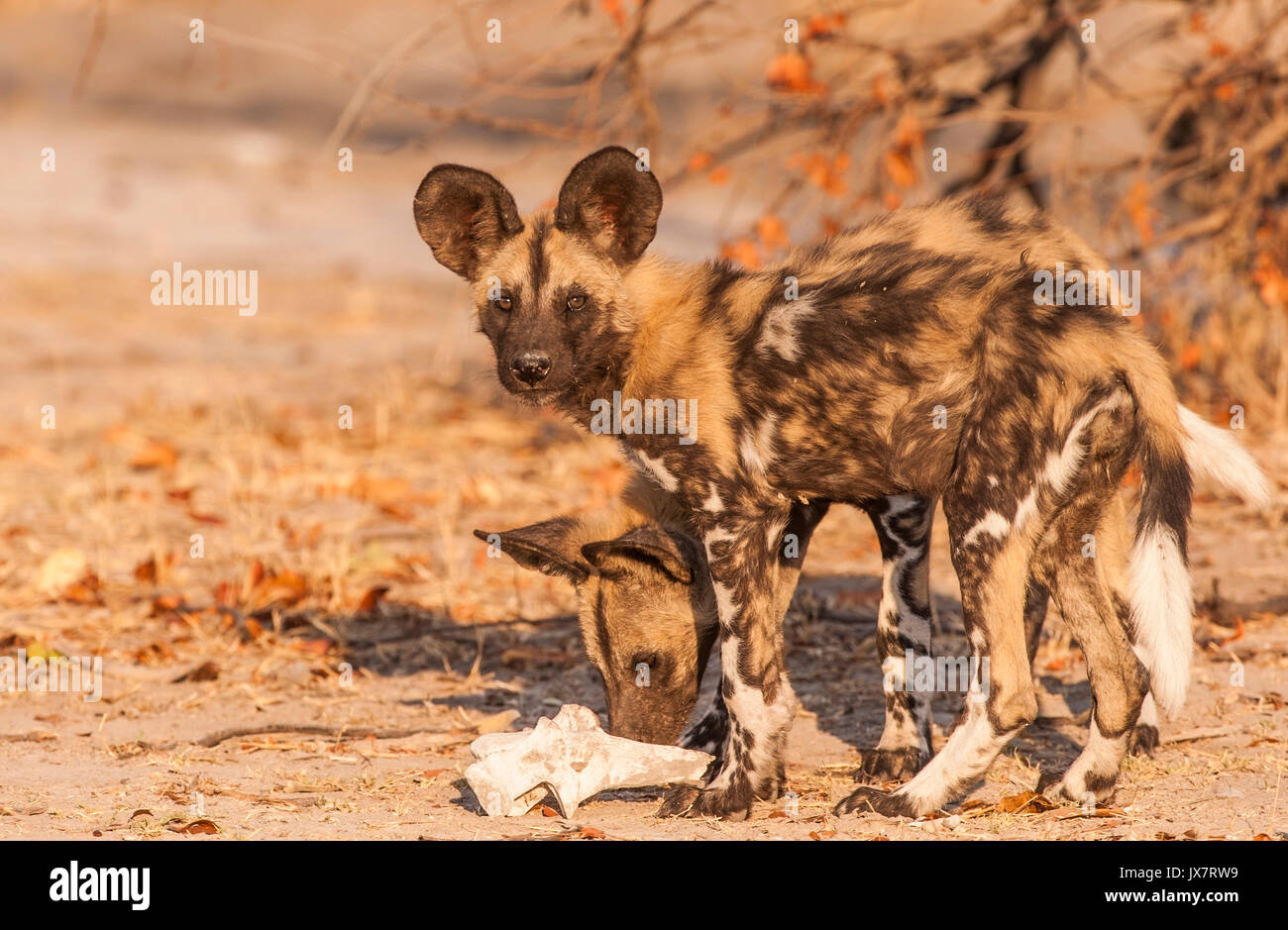 Los perros salvajes africanos, Lycaon pictus, Linyanti Wildlife Reserve en el norte de Botswana. Foto de stock