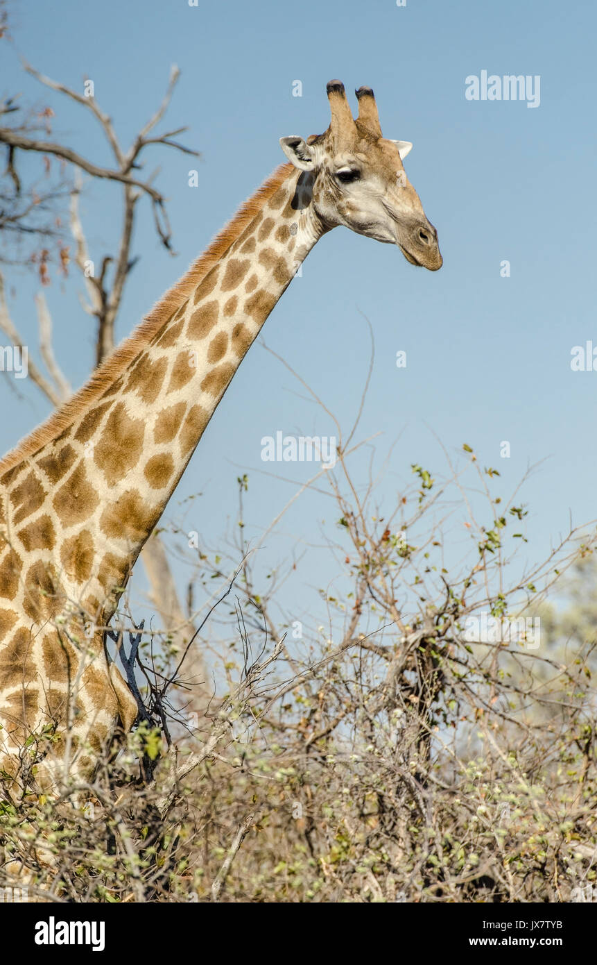 Jirafas, Giraffa camelopardalis, Linyanti Wildlife Reserve en el norte de Botswana. Foto de stock