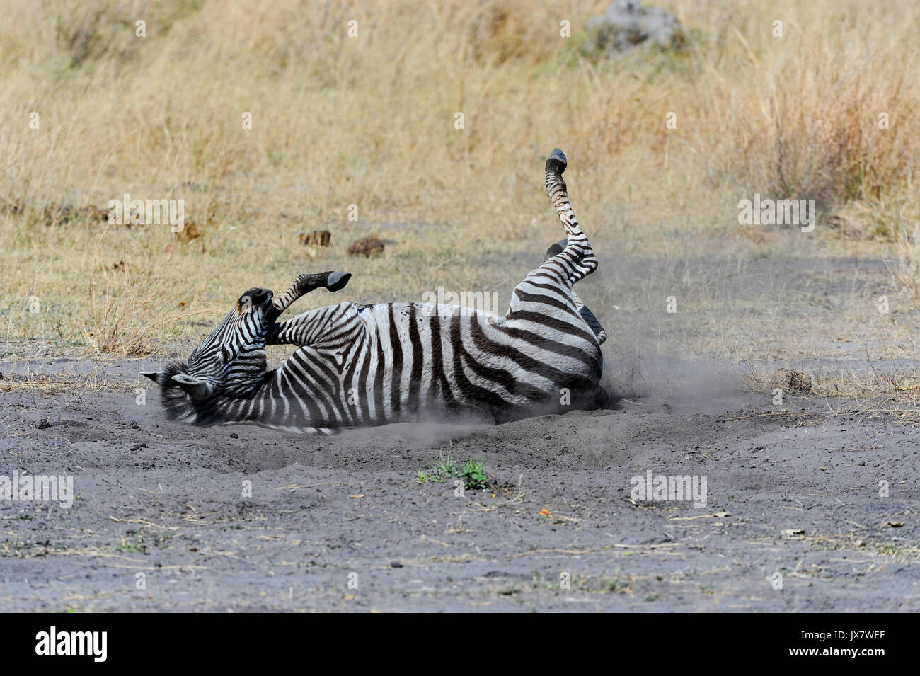 Llanuras cebra (aka Burchell Zebra), Equus burchellii, Linyanti Wildlife Reserve en el norte de Botswana. Foto de stock