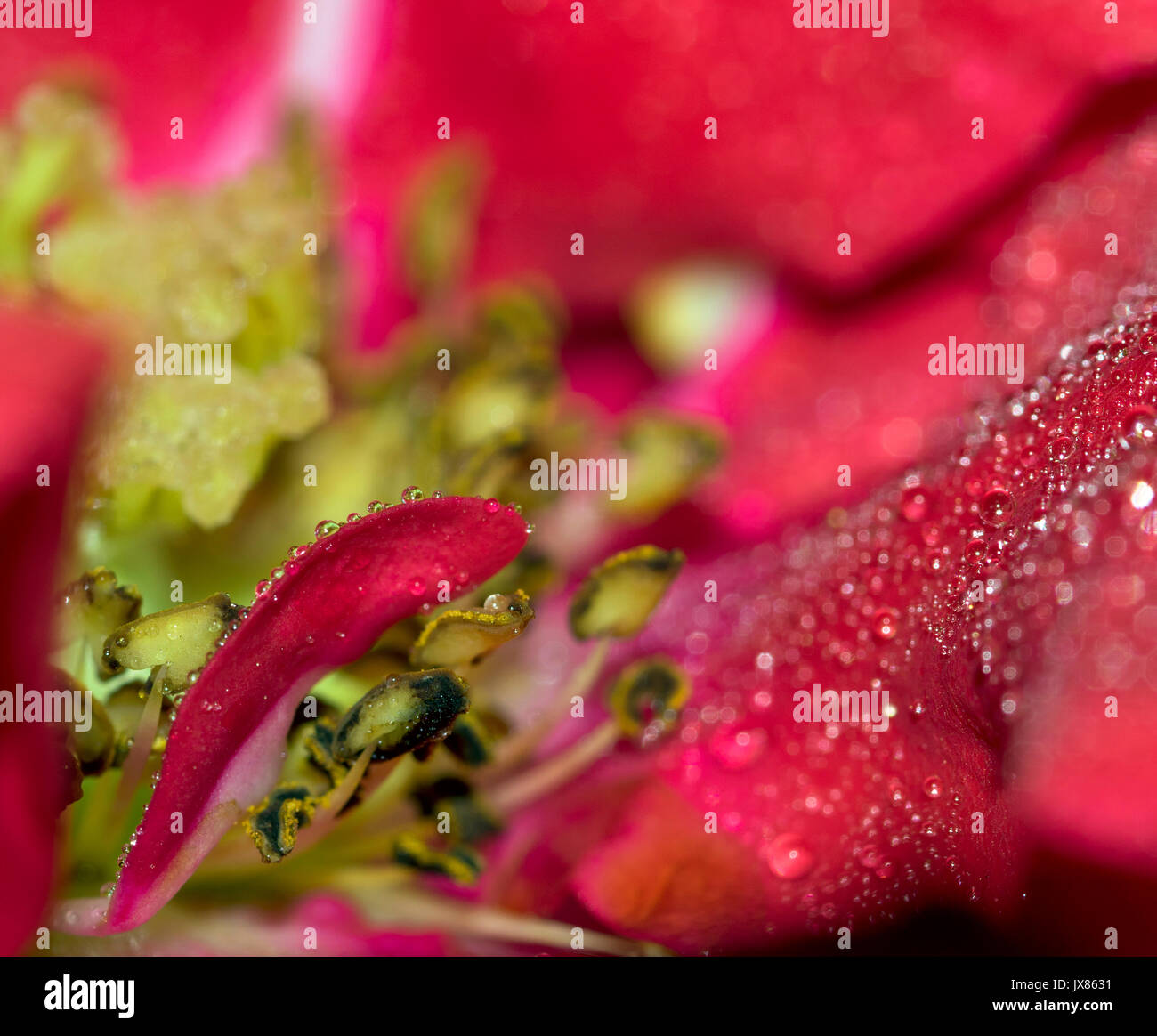 Pequeñas gotas de agua de lluvia en un pétalo de flor rosa roja, mostrando el centro de la flor en el fondo Foto de stock