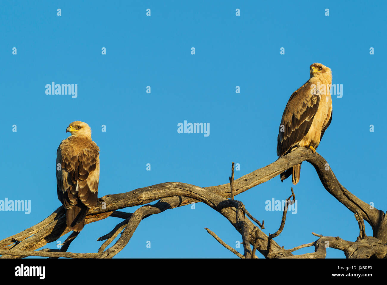 águilas leonadas fotografías e imágenes de alta resolución - Alamy
