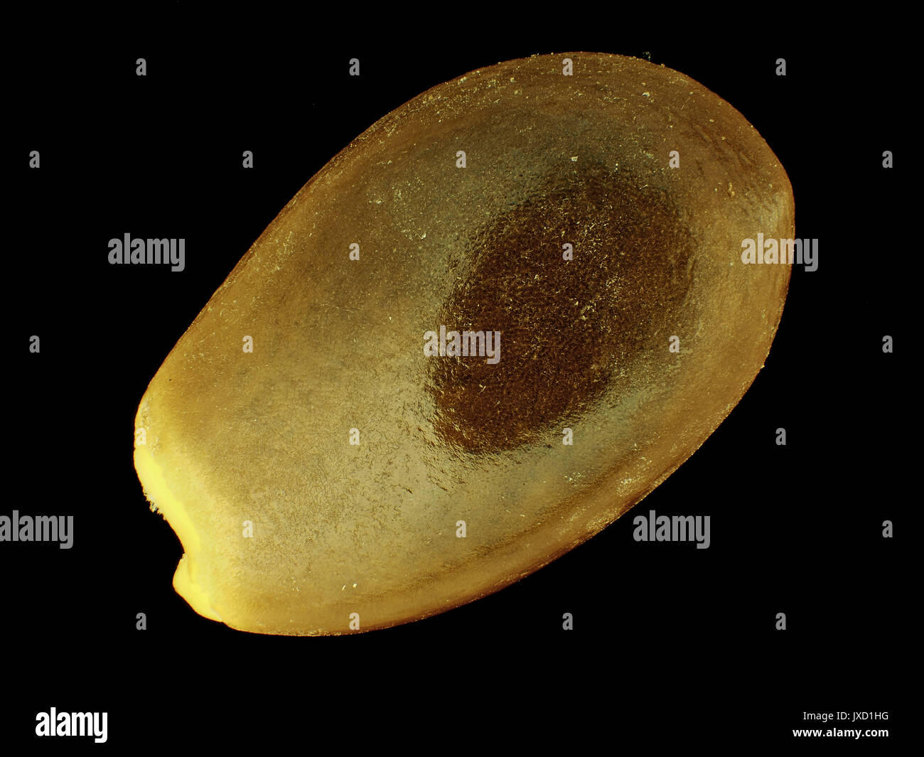 Anís estrellado (illicium verum) semilla, luz reflejada micrografía, ampliación de 12x cuando se imprime 10cm ancho Foto de stock