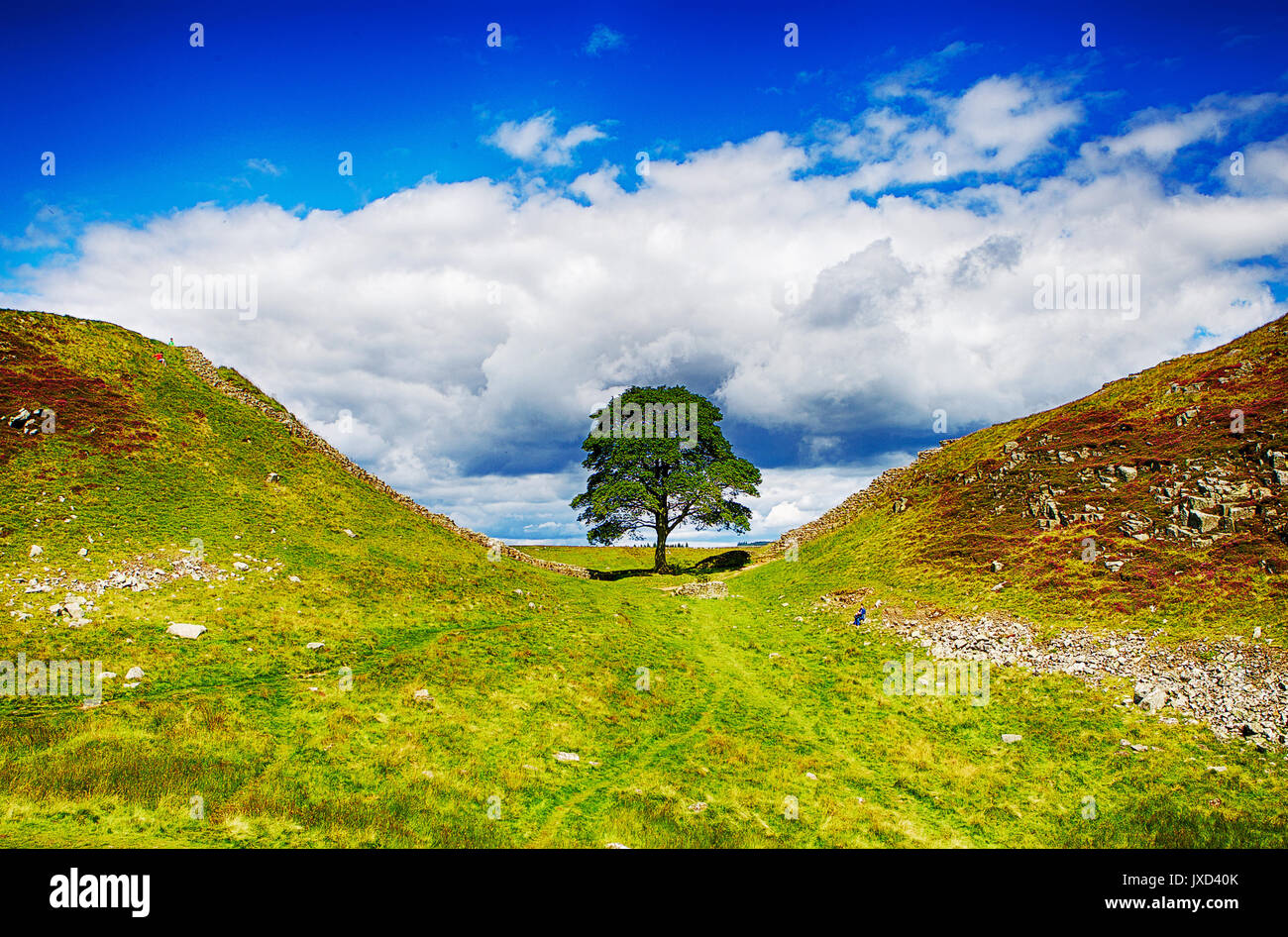 Sycamore Gap, ubicado en Hadrians Wall, Northumberland, en el norte de Inglaterra para la ubicación de la película Robin Hood Foto de stock