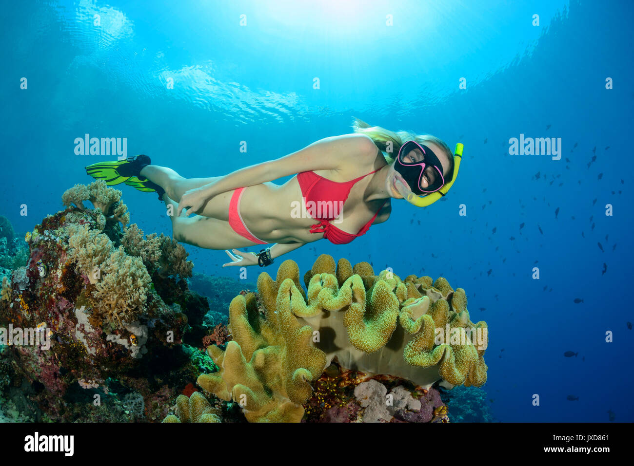 Mujer joven snorkeling en la hermosa isla de Selayar Coralreef en Indonesia, el Océano Índico Foto de stock