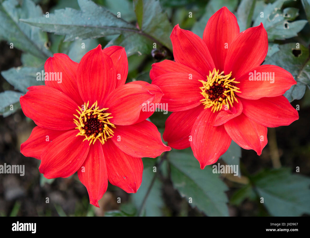 Dalia rojas flores Foto de stock