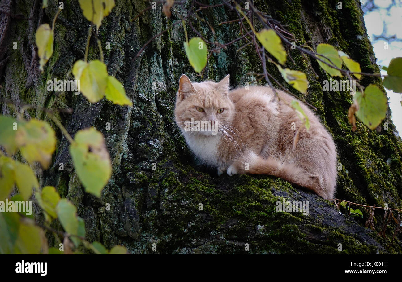 cat up a tree