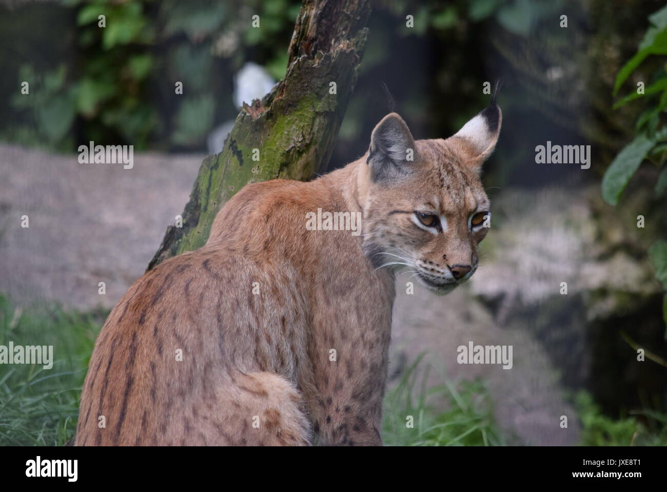 Animales Foto de stock