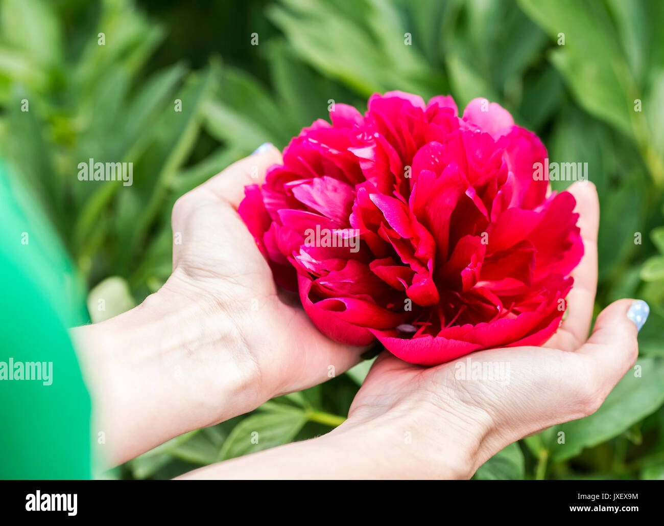 Manos sosteniendo una gran flor roja Foto de stock