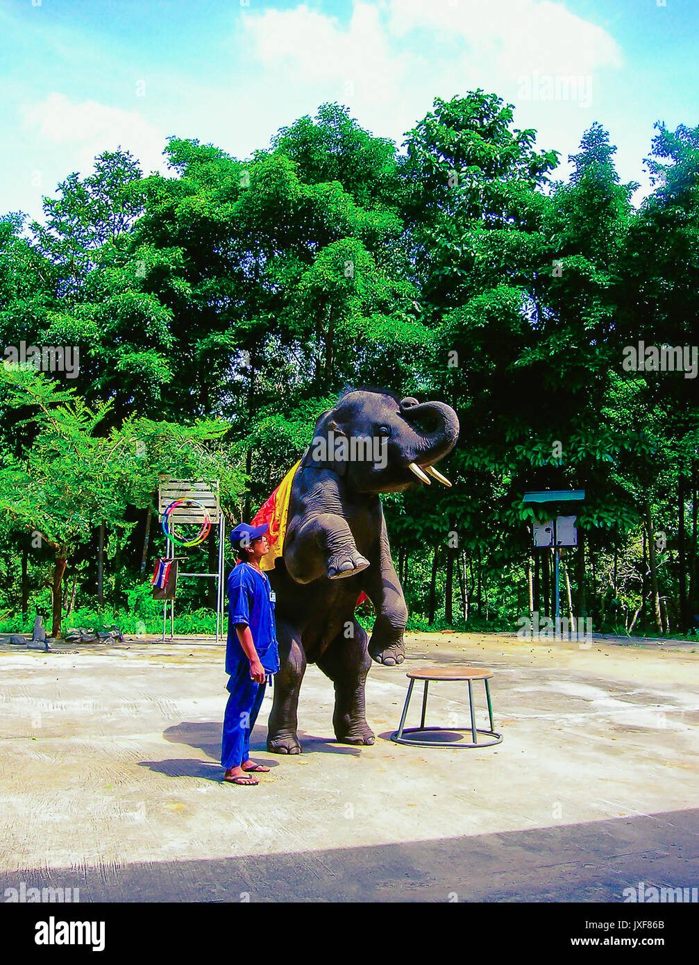 Koh Samui, Tailandia - Junio 21, 2008: el elefante joven haciendo trucos Foto de stock