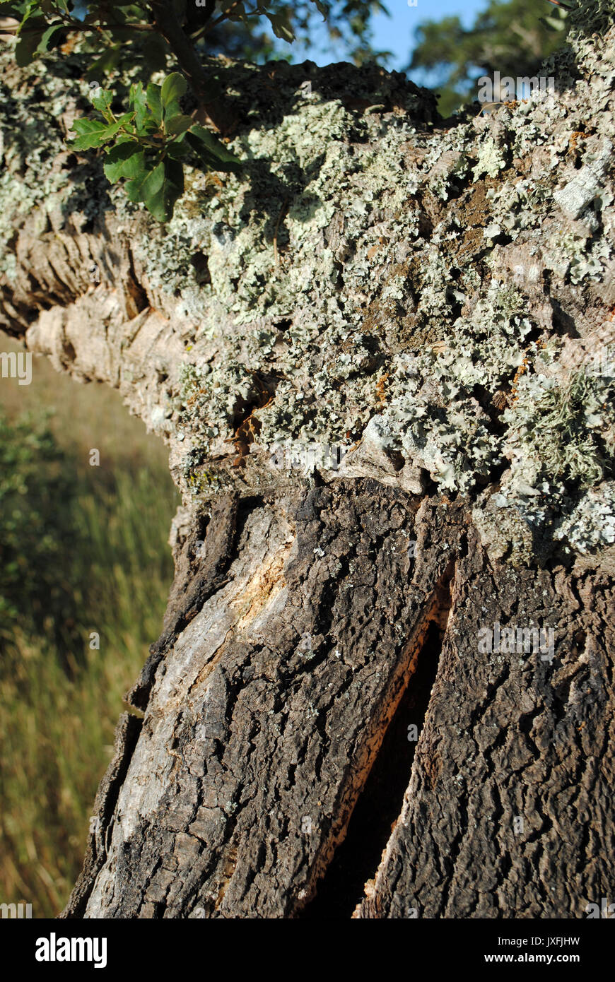 Un primer plano de un despojado alcornoque (Quercus suber) en la región del Alentejo, Portugal. Foto de stock