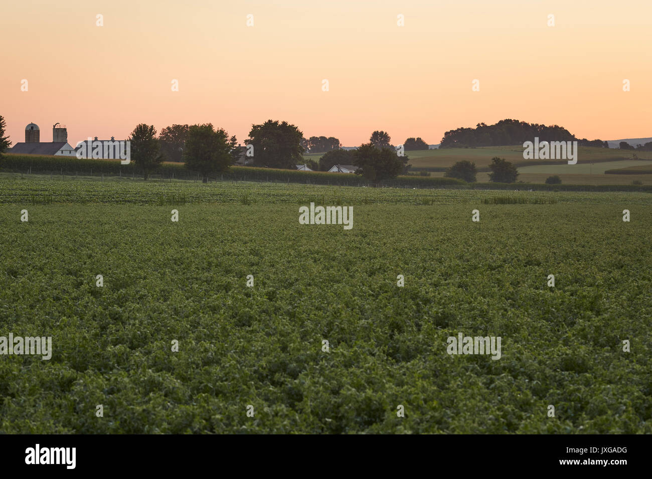 Salida del sol de verano en el país amish, pájaro en mano, el condado de Lancaster, Pennsylvania, EE.UU. Foto de stock
