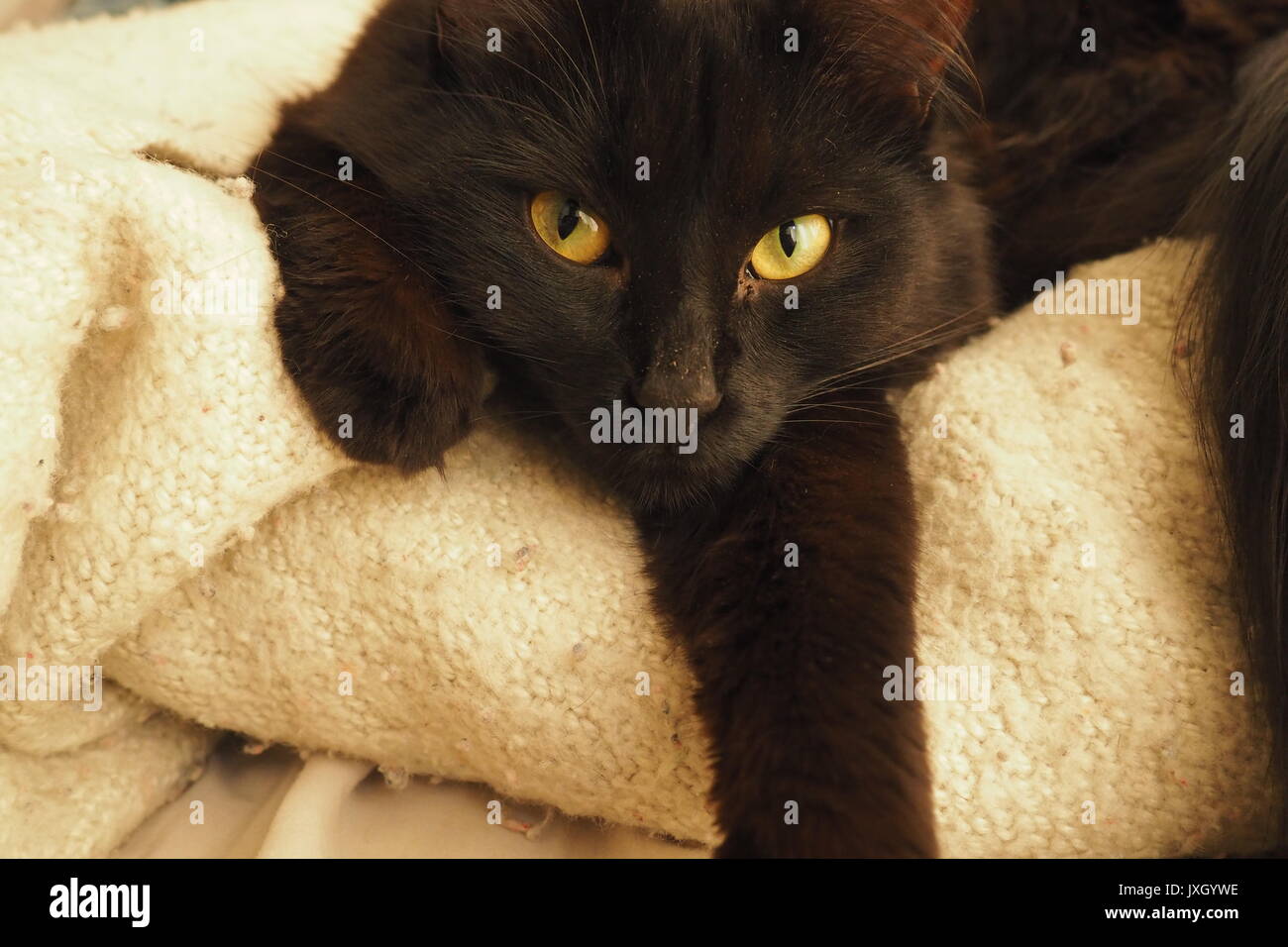 Gato de angora negro fotografías e imágenes de alta resolución - Alamy