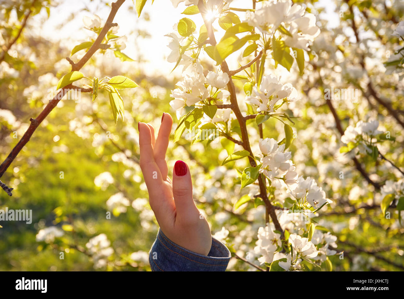 Mujer tocar las flores de cerezo en flor por su mano. Temporada de primavera concepto. Foto de stock