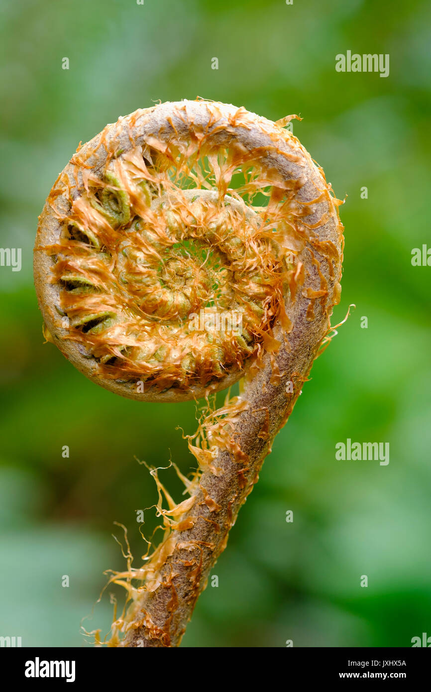 Espiral de una hoja de helecho (Tracheophyta joven), Trebah Garden, Mawnan Smith, cerca de Falmouth, Cornwall, Inglaterra, Reino Unido Foto de stock