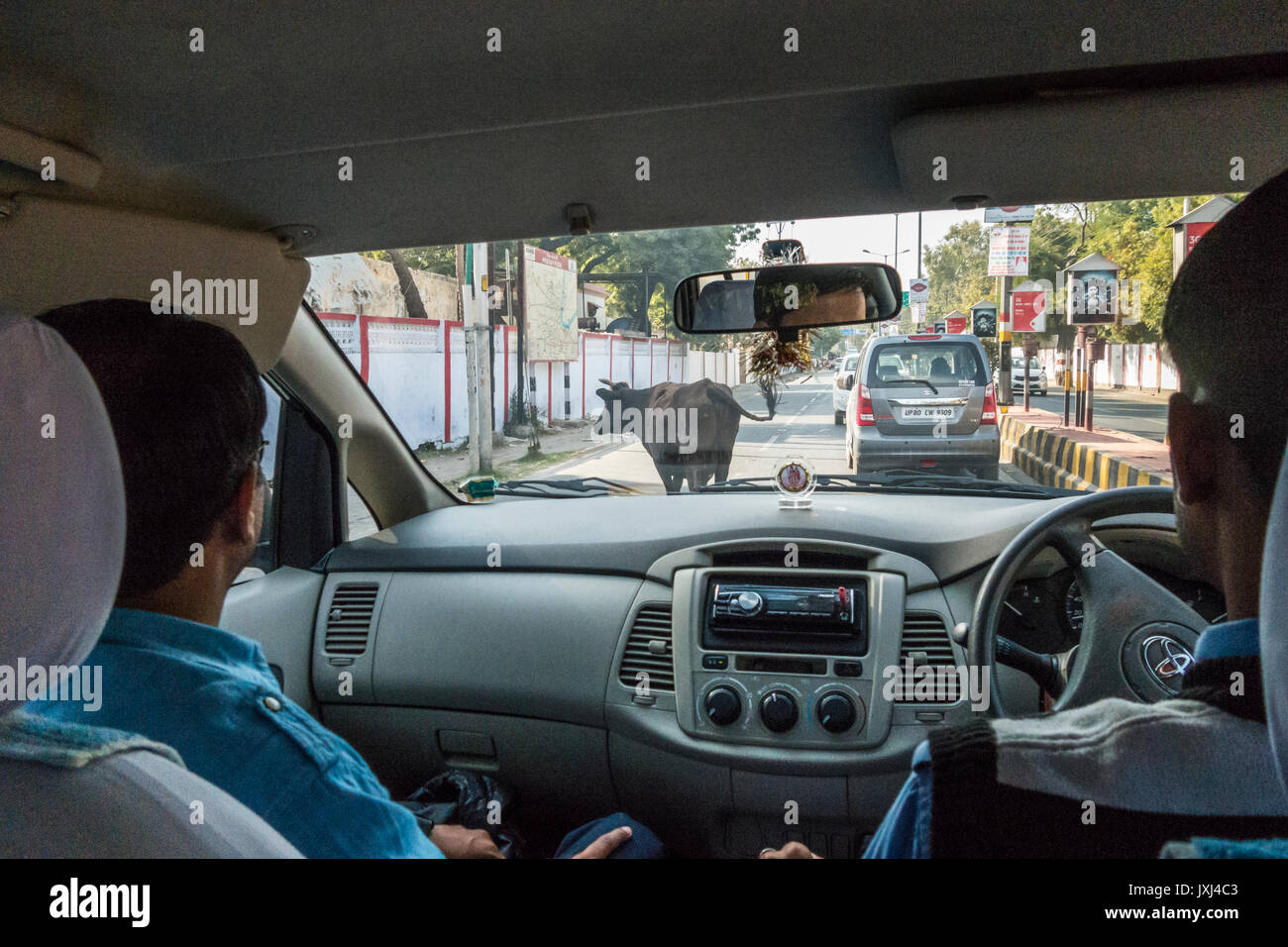 Mirando el parabrisas de un coche desde el asiento de atrás mientras conduce en Agra, India, con una vaca en la carretera. Foto de stock