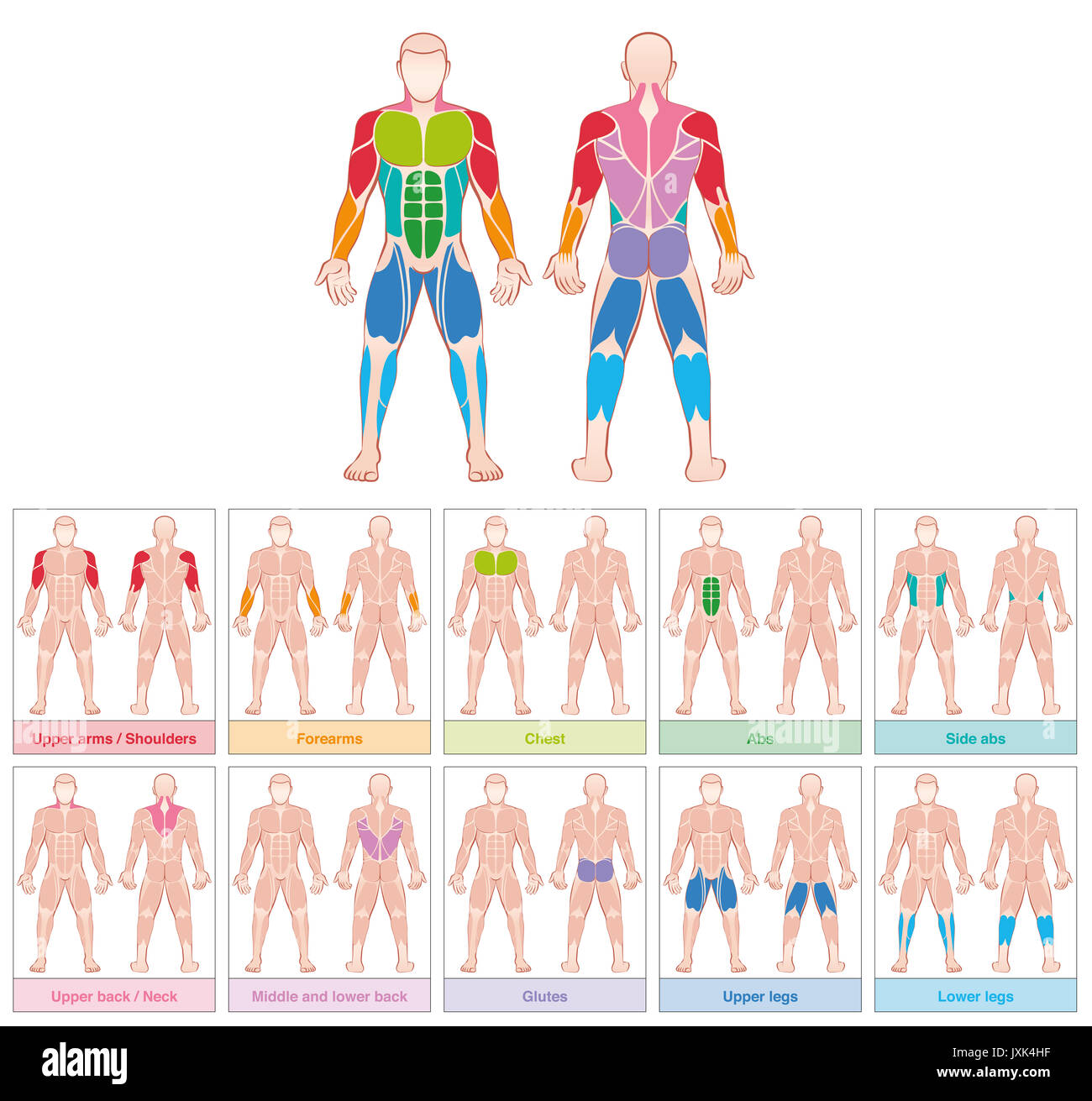 Grupos musculares - gráfico con mayor musculatura humana - diez tarjetas etiquetadas de color - Ilustración sobre fondo blanco. Foto de stock