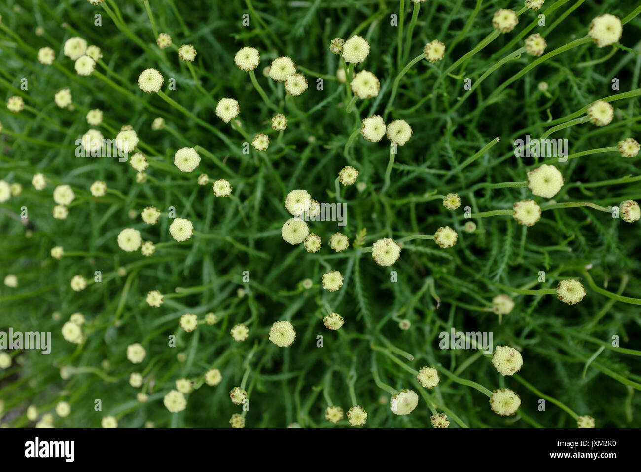 Plantas y flores de lavanda de algodón- neapolitana Santolina chamaecyparissus var. Foto de stock