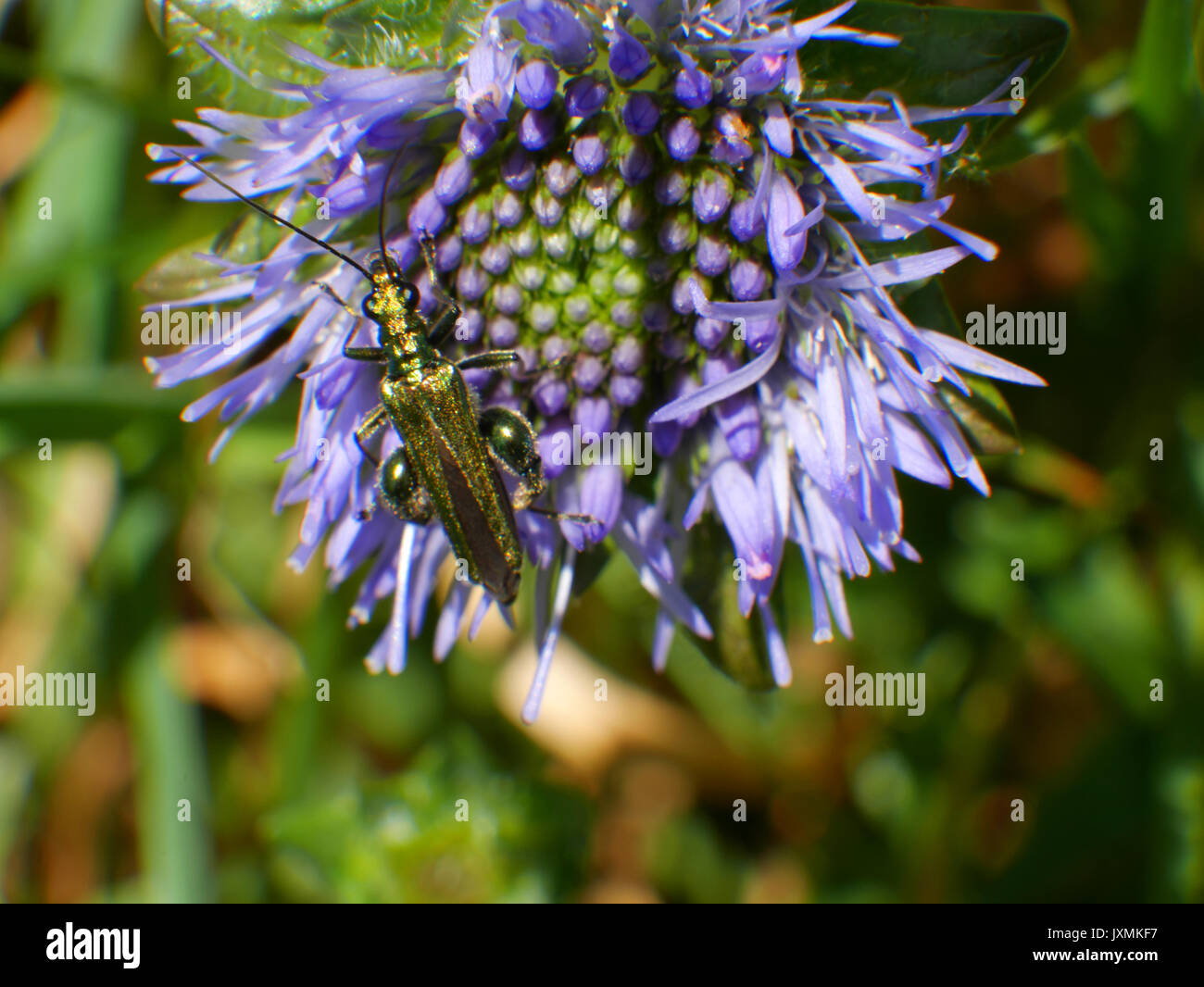 Una hinchada-thighed Escarabajo (Oedemera nobilis) se alimenta de polen de una flor Scabious Bit de Oveja cerca Lansallos en Cornwall. Foto de stock