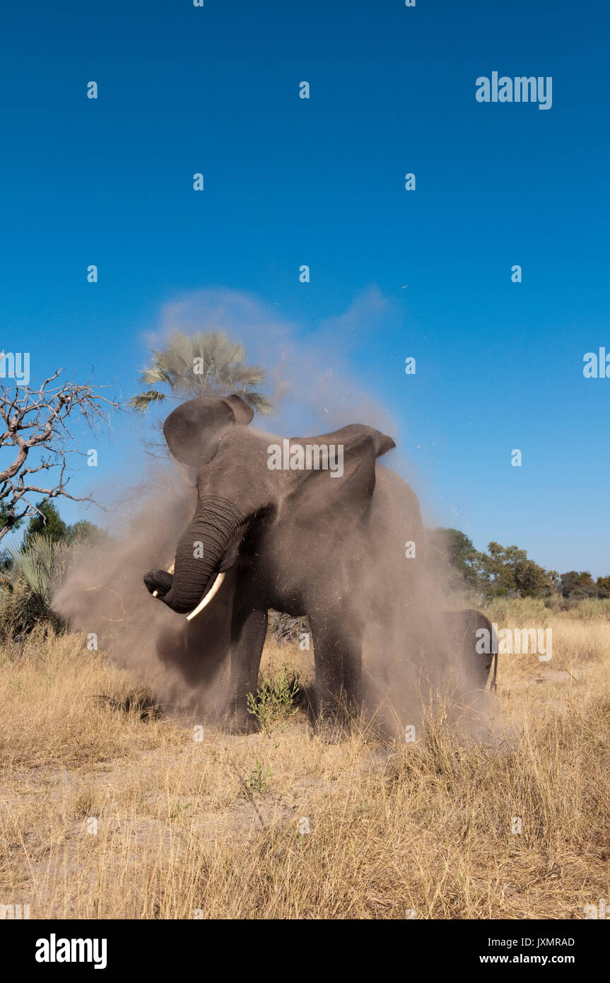 Y la pantorrilla de elefantes (Loxodonta africana), Abu Camp, Delta del Okavango, Botswana Foto de stock