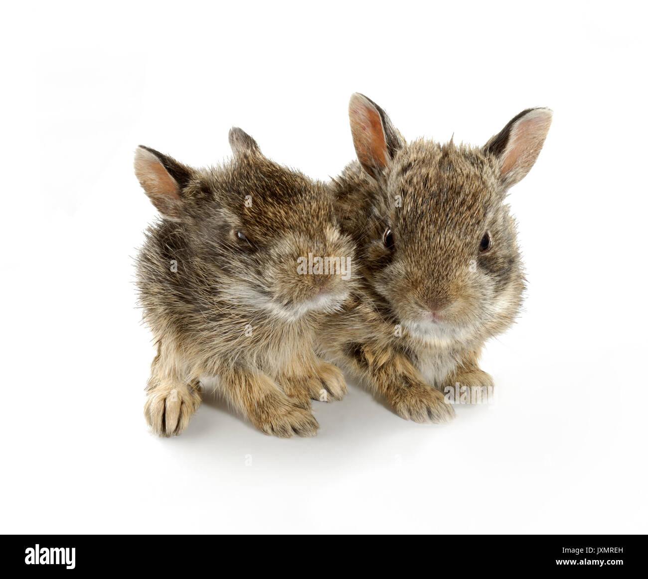Dos conejos conejito bebé salvaje encontrado en praderas canadienses. Estos son salvajes hermanos que fueron separados de la madre. Foto de stock