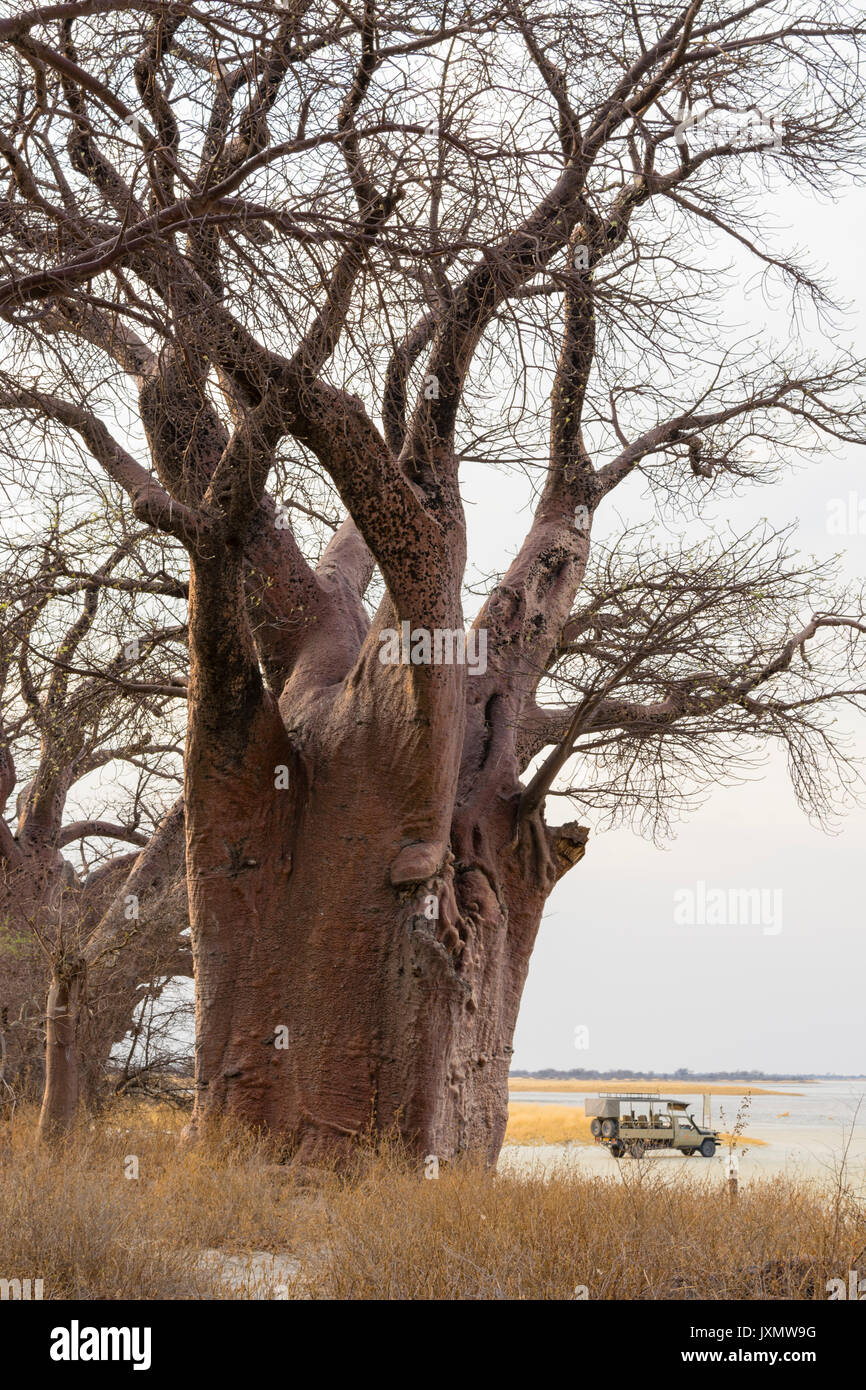 Baines Baobabs, Nxai Pan, Botswana, África Foto de stock