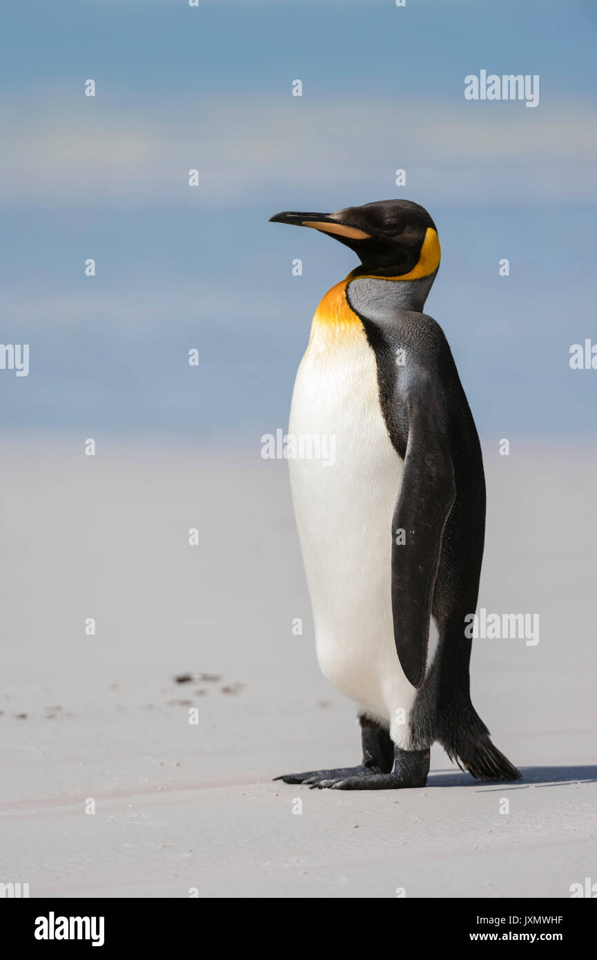 Retrato de pingüino rey (Aptenodytes patagonica), sobre la playa, Volunteer point, Puerto Stanley, Islas Malvinas, América del Sur Foto de stock
