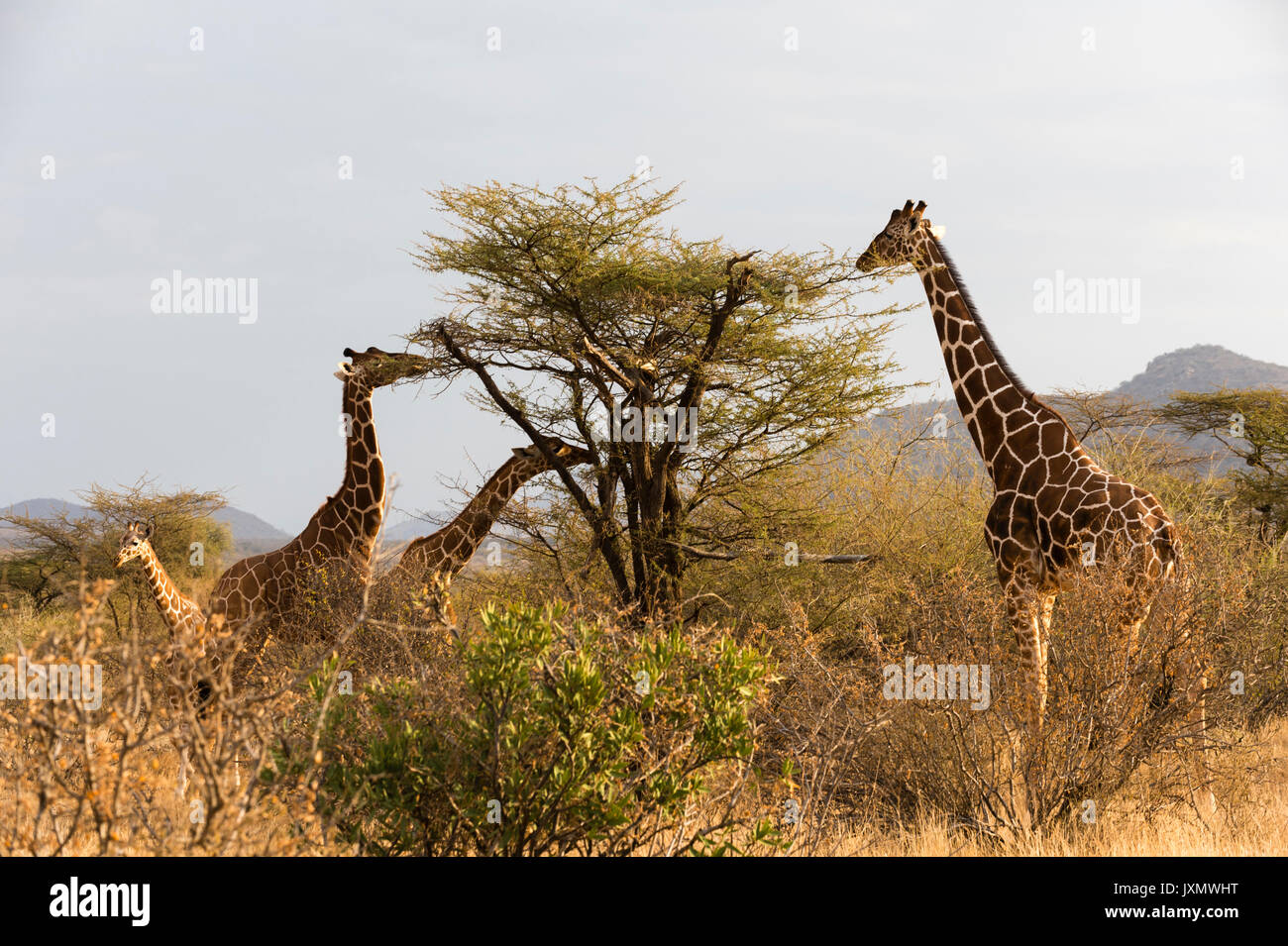 Jirafa reticulada (Giraffa camelopardalis reticulata), Kalama Wildlife Conservancy, Samburu, Kenya, Africa. Foto de stock