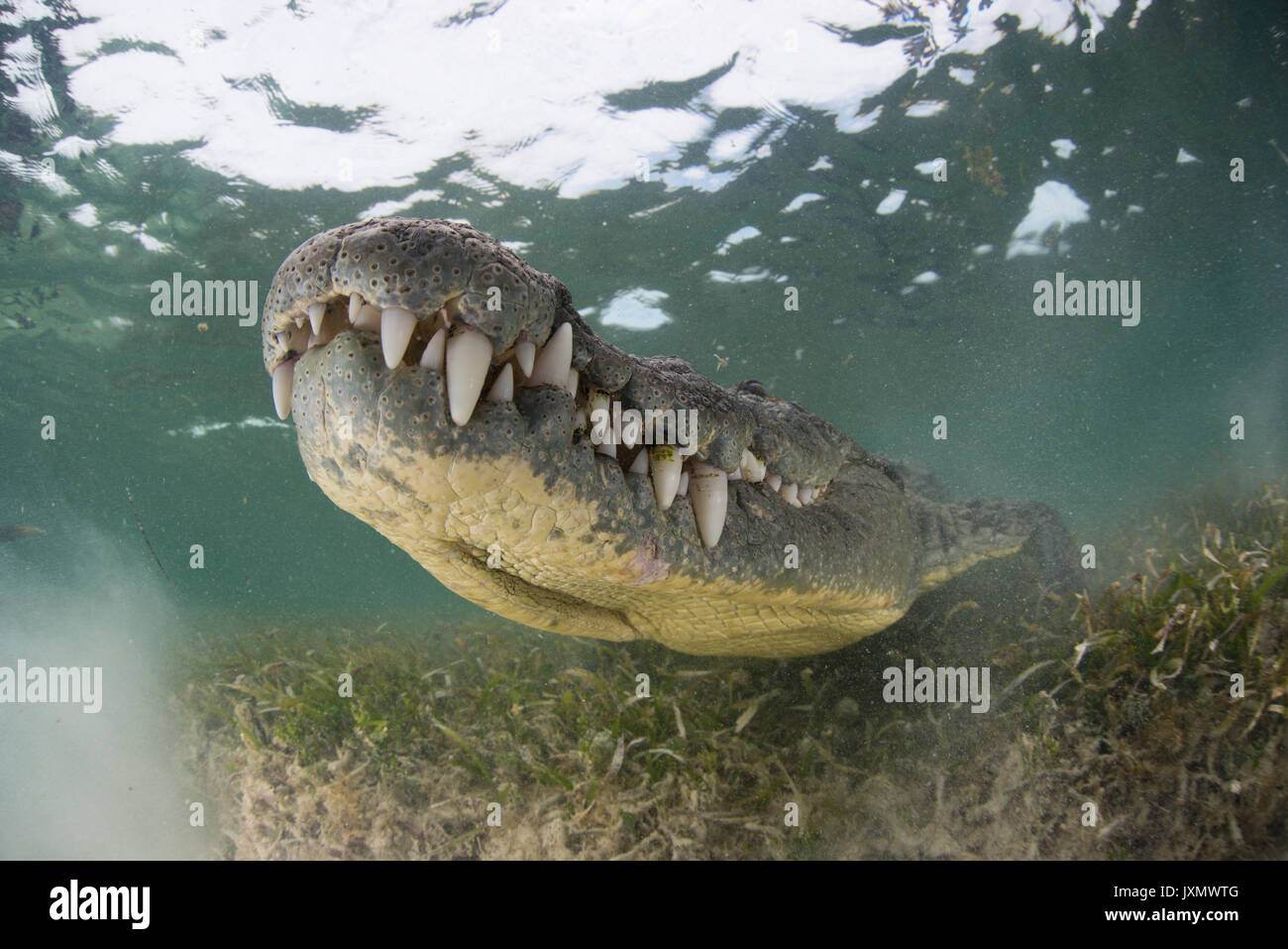 Crocodile sobre fondos marinos, Xcalak, Quintana Roo, México, América del Norte Foto de stock