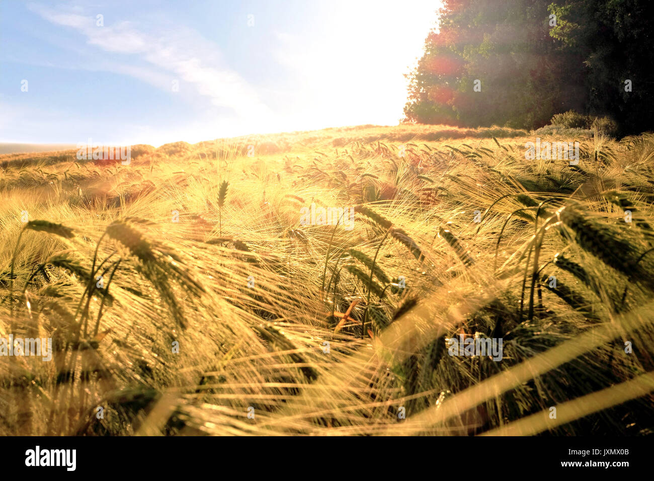 La luz del sol sobre el campo de trigo, Eastbourne, East Sussex, Reino Unido, Europa Foto de stock