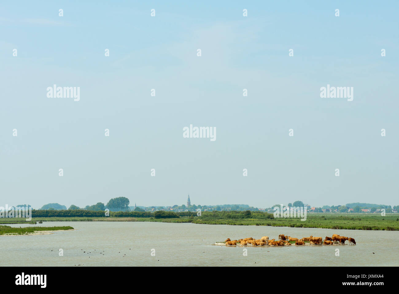 Rebaño de vacas descansan sobre un pequeño banco de arena en una reserva natural, Kruisdijk, Zeeland, Holanda, Europa Foto de stock