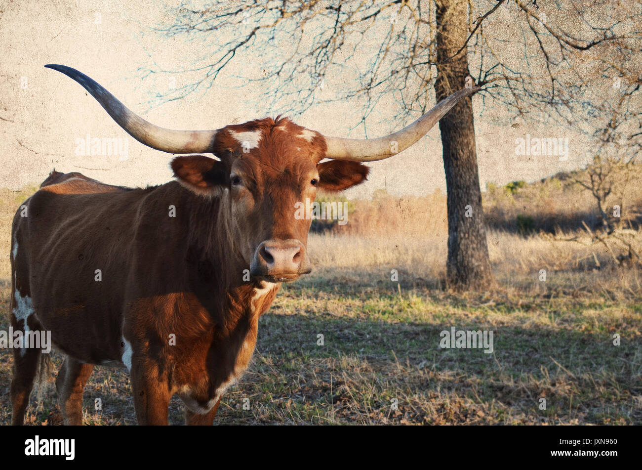 Longhorn vaca en país rural Ranch, con el pintoresco paisaje de pastos en segundo plano. Auténticos animales de granja feliz. Foto de stock