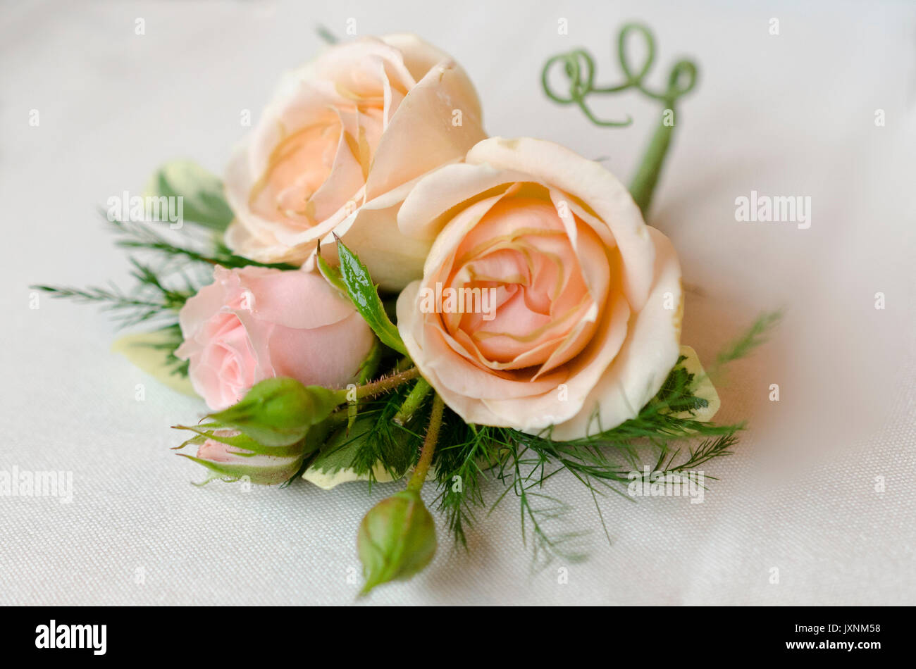 Rosas duraznos fotografías e imágenes de alta resolución - Alamy