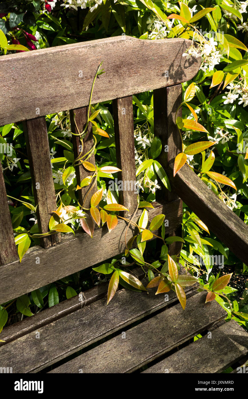En un jardín, una planta trepadora jazmín lentamente entrelaza con un asiento de jardín Foto de stock