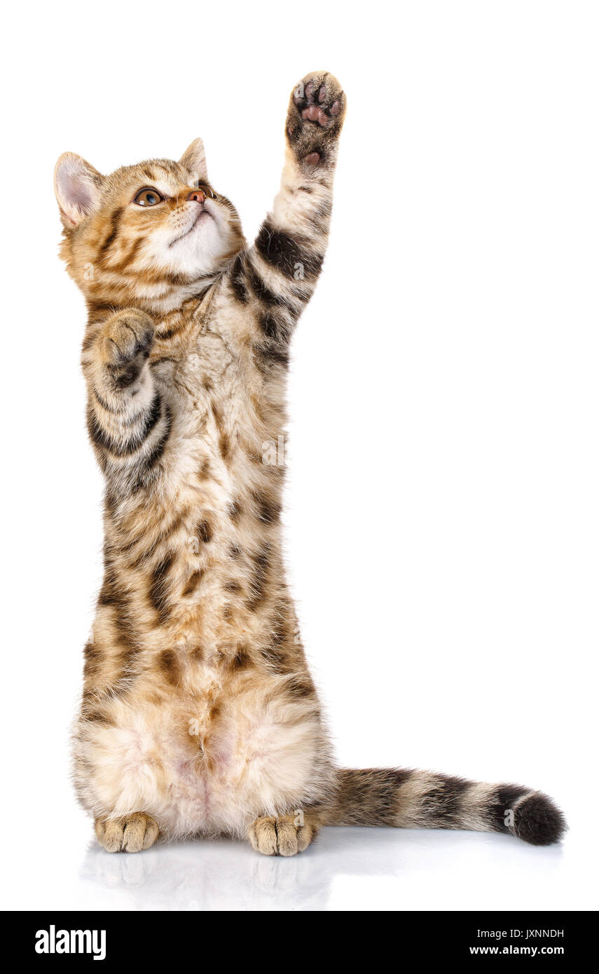 Mascotas y jugar concepto - juguetón gatito se levanta sobre dos patas  traseras con una pata delantera levantada. aislado sobre fondo blanco  Fotografía de stock - Alamy