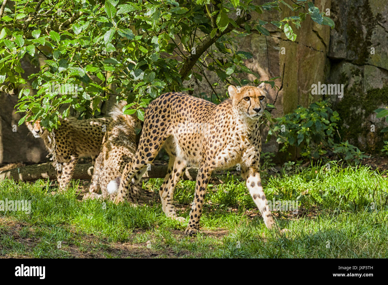 Grupo de guepardo (Acinonyx jubatus), madre de familia con cheetah con oseznos modelo de liberación: nº de propiedad: Release No. Foto de stock