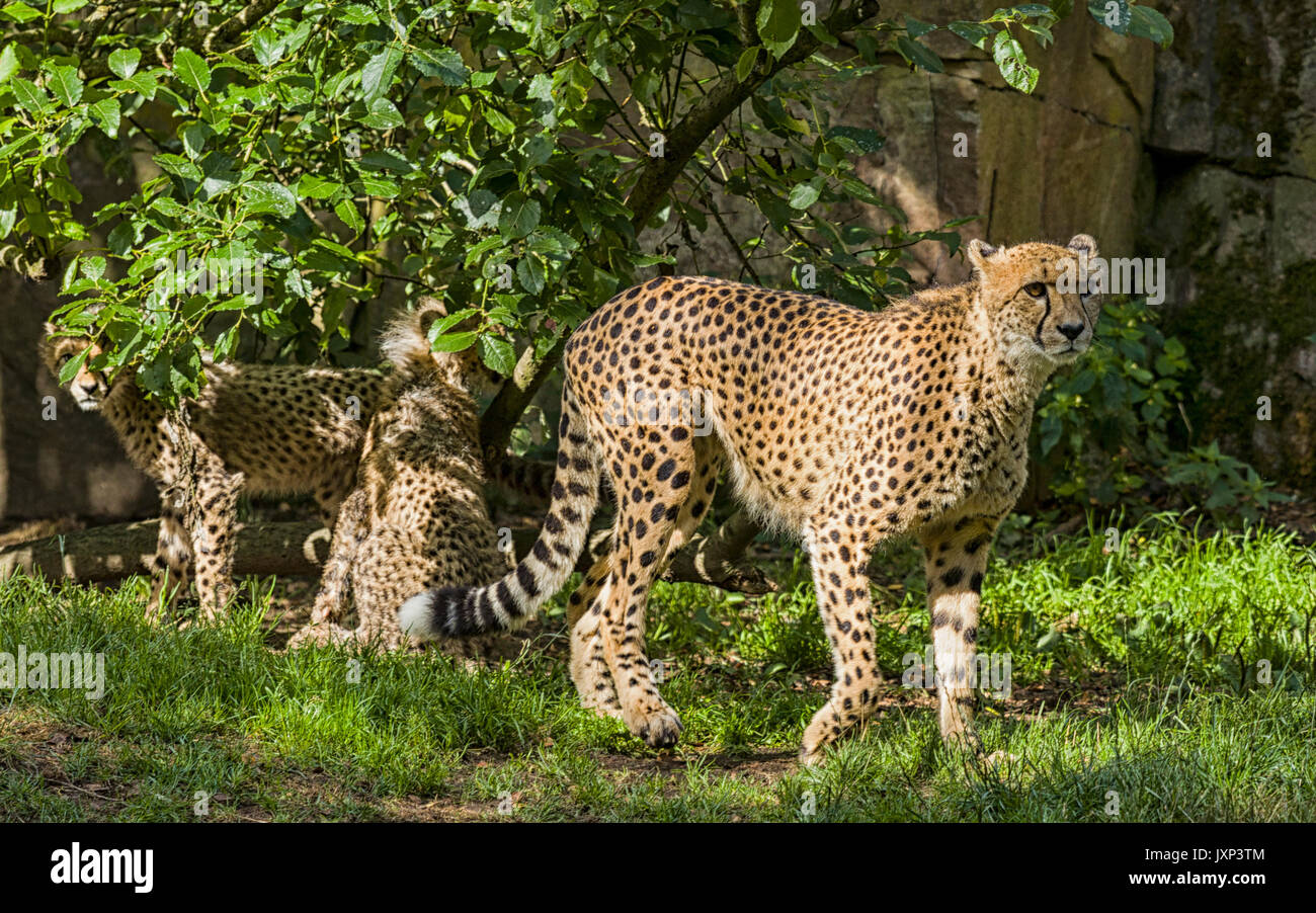 Grupo de guepardo (Acinonyx jubatus), madre de familia con cheetah con oseznos modelo de liberación: nº de propiedad: Release No. Foto de stock