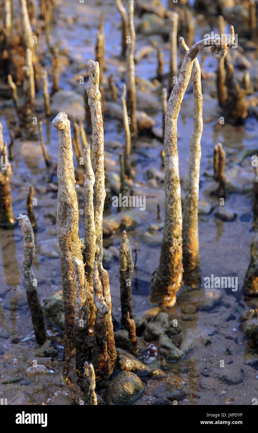 La isla de Tioman manglar Malasia Foto de stock